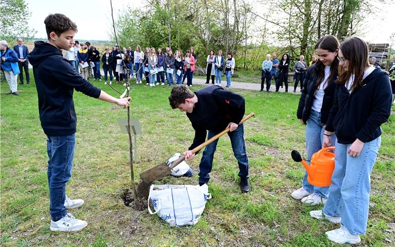 Beim Mahnmal der KZ-Gedenkstätte Hailfingen/Tailfingen pflanzen Schüler der Jerg-Ratgeb-Schule einen Apfelbaum zu Ehren von Israel Arbeiter. GB-Foto: Holom