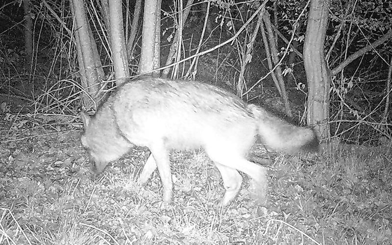 Das ist der Wolf, bei dem die Wildtierkamera auslöste.GB-Foto: gb