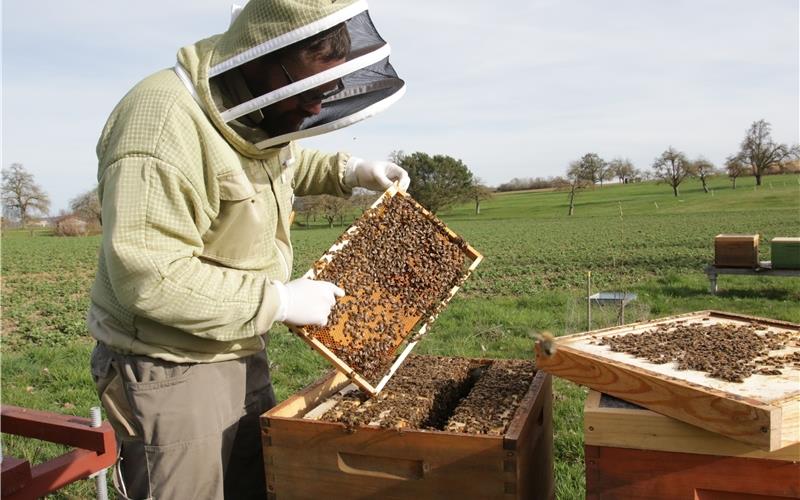 Der Gärtringer Imker Manuel Vetter hat zwei Stände mit insgesamt zwölf Bienenvölkern. GB-Foto: Bäuerle
