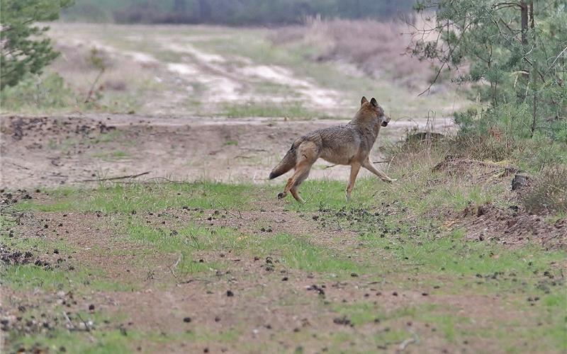 Wildtierkamera bestätigt Wolf im Kreis Böblingen