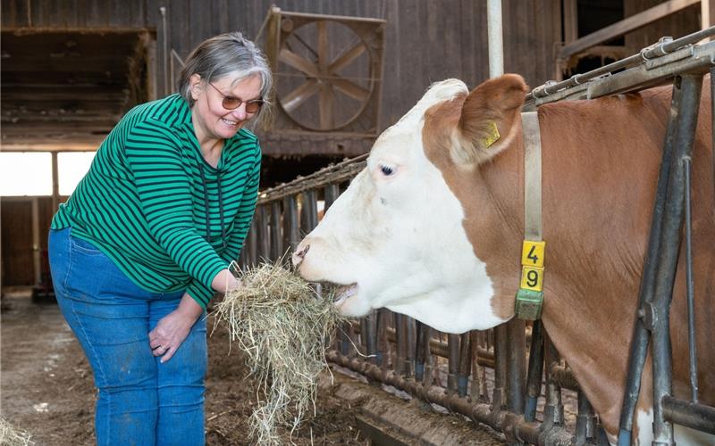 Aktionstag auf dem Bauernhof Haag in Jettingen – Heidi Haag kümmert sich um ihre Kühe. GB-Foto: Vecsey