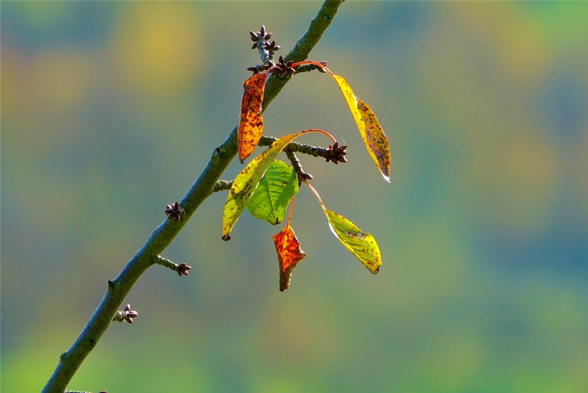 An den Kirschbäumen hing das letzte Laub, aber die Blüte fürs nächste Jahr war s...