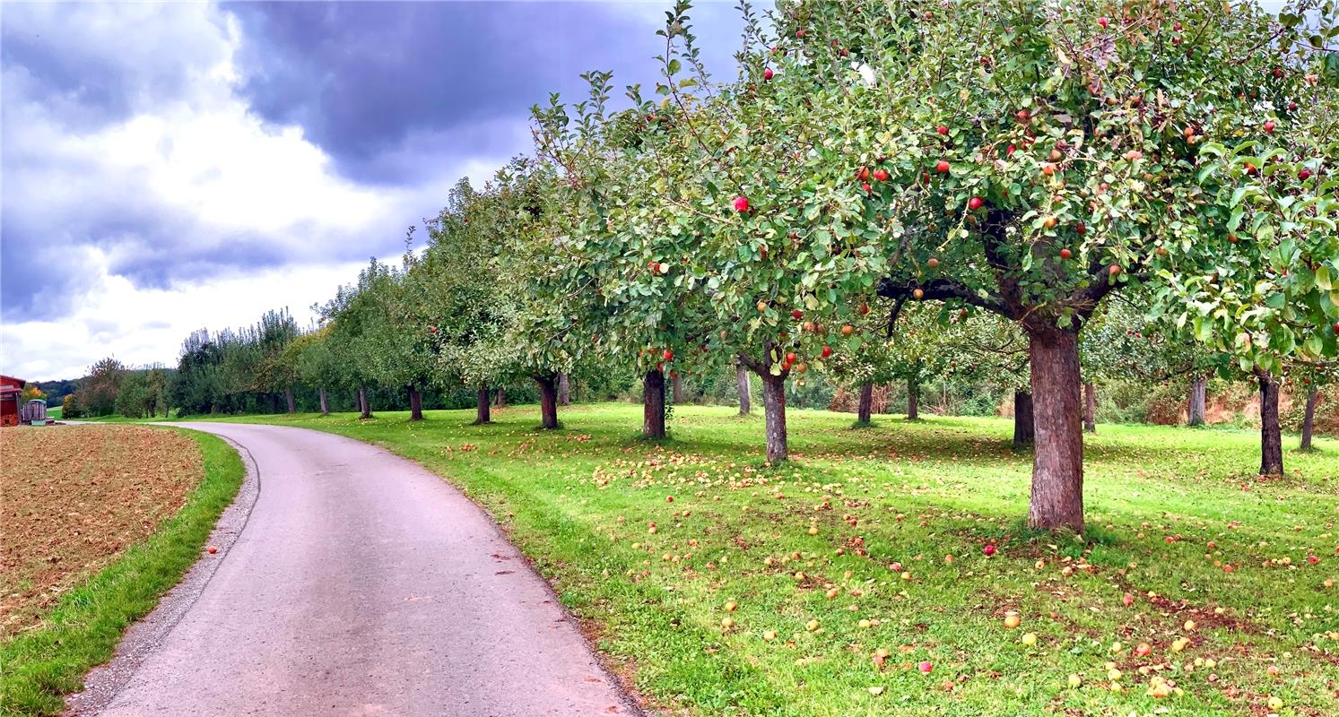 Apfelbaum-Allee im frühen Abendlicht.  Von Minja Rollinson aus Gäufelden.