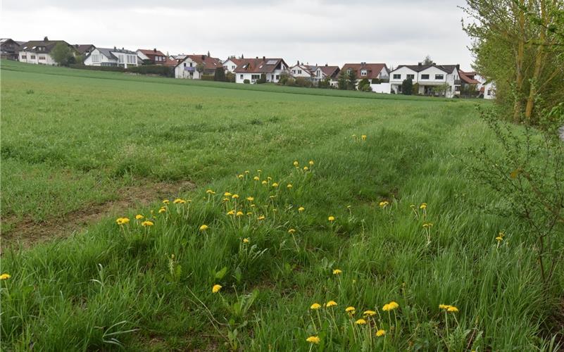 Auf dieser Wiese am westlichen Ortsrand von Nufringen sollen die Neubaugebiete „Gansäcker“ und „Hinterer Steig Süd“ entstehen.GB-Foto: Vecsey