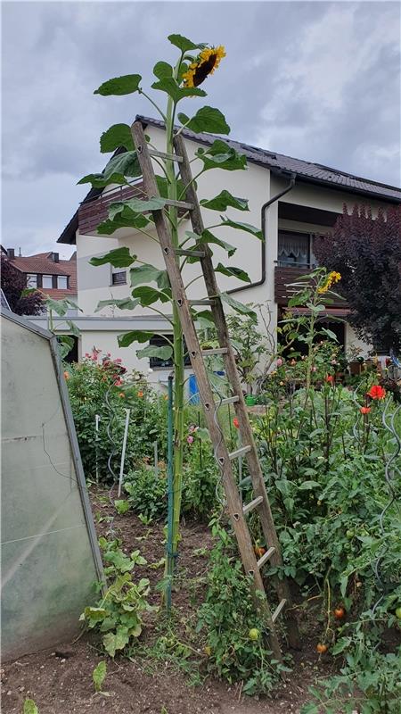 Bei 3,65 m war Schluss. Rekord in meinem Garten.  Von Dietmar Wörz aus Gärtringe...