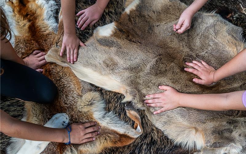 Beim Streicheln über Felle lernten die Kinder die Tiere des Waldes kennen. GB-Foto: Schmidt