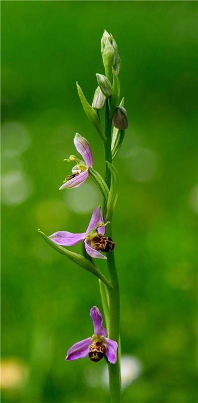 Bienen-Ragwurz ist eine spätblühende Art der Orchideen.  Von Natalie Politz aus ...