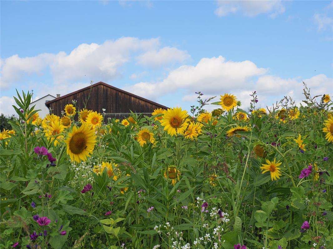 Blumenparadies im schönen Gäu (Bild aufgenommen von Marita Kuhlmann).  Von Thoma...