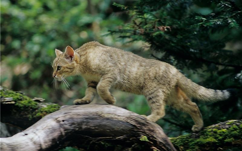 Damit Wildkatzen den Weg zwischen Schönbuch und Schwarzwald gefahrlos zurücklegen können, soll über der B14 bei Nufringen auf Gemarkung Herrenberg ab dem Jahr 2027 eine Grünbrücke gebaut werden. GB-Foto: Thomas Stephan