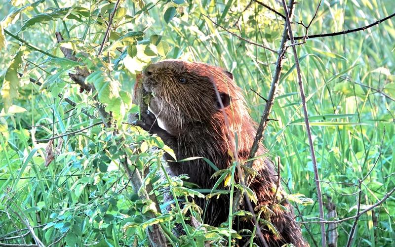 Der Biber ist nun neben der Ammer auch am Käsbach heimisch. GB-Foto: gb