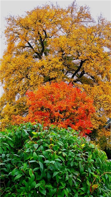 Der Herbst in voller Pracht.  Von Daniel Dargel aus Gäufelden.