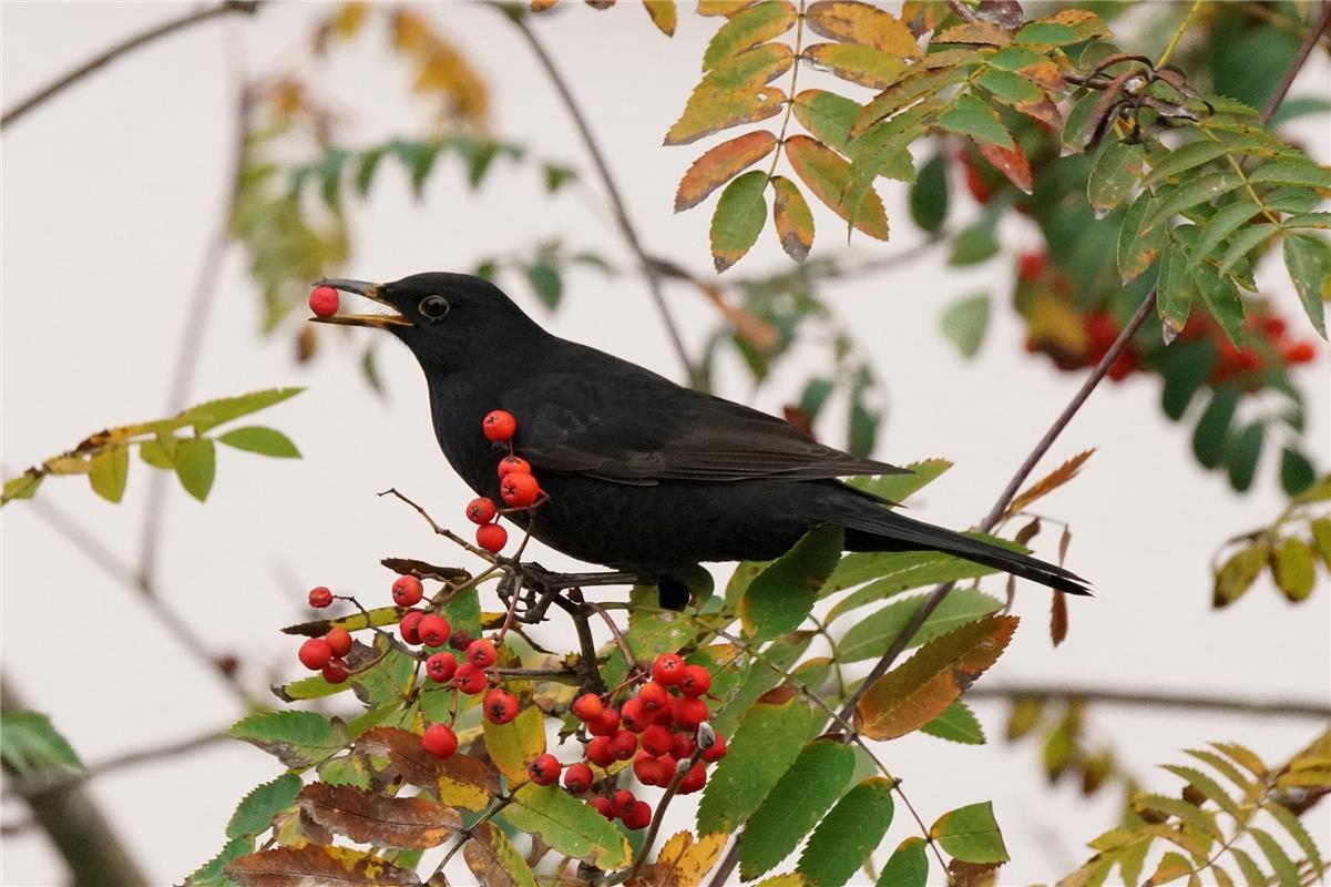 Der Herbst ist da.  Von Sieghard Gillich aus Bondorf.