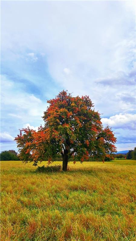 Der Herbst klopft an.  Von Daniel Dargel aus Gäufelden.