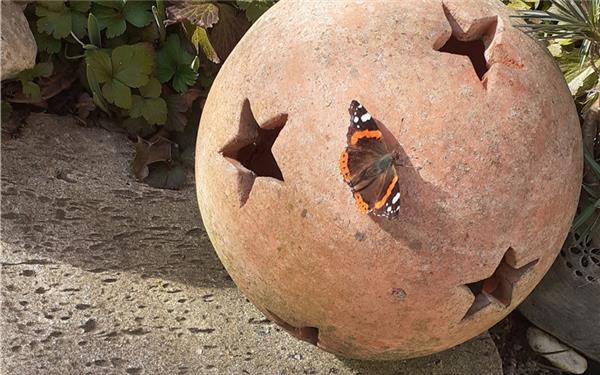 Der Sonnenschein lockt die ersten Schmetterlinge aus ihren Verstecken (weiß Lina Erlenmaier aus Haslach)