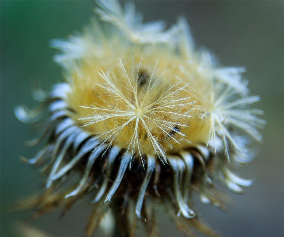 Die Distel ist optisch und ökologisch gesehen ein wahrer Gewinn für jeden Garten...