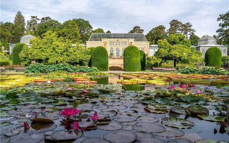 Die Seerosen im Maurischen Garten zeigen sich gerade in voller Blüte. GB-Foto: Wilhelma