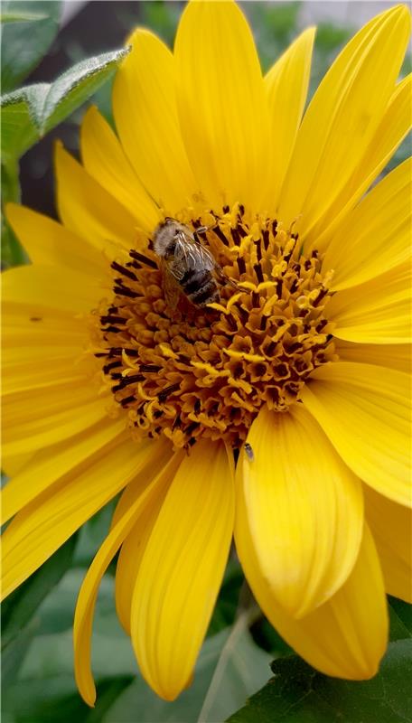 Die Sonnenblume ist groß genug für alle! Am späten Abend fliegen die Bienen noch...