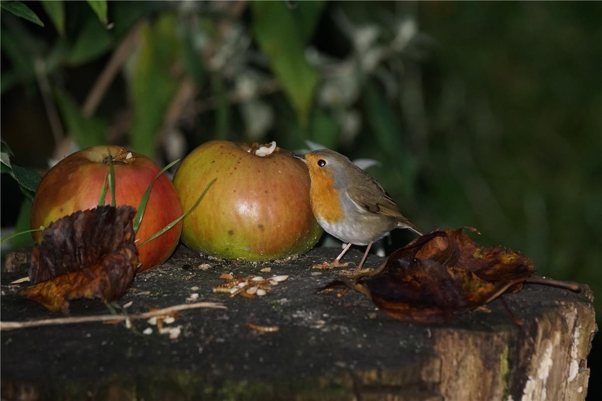 Die Tage werden kürzer. Da wird das Rotkehlchen zum Nachtvogel. Von Sieghard Gil...