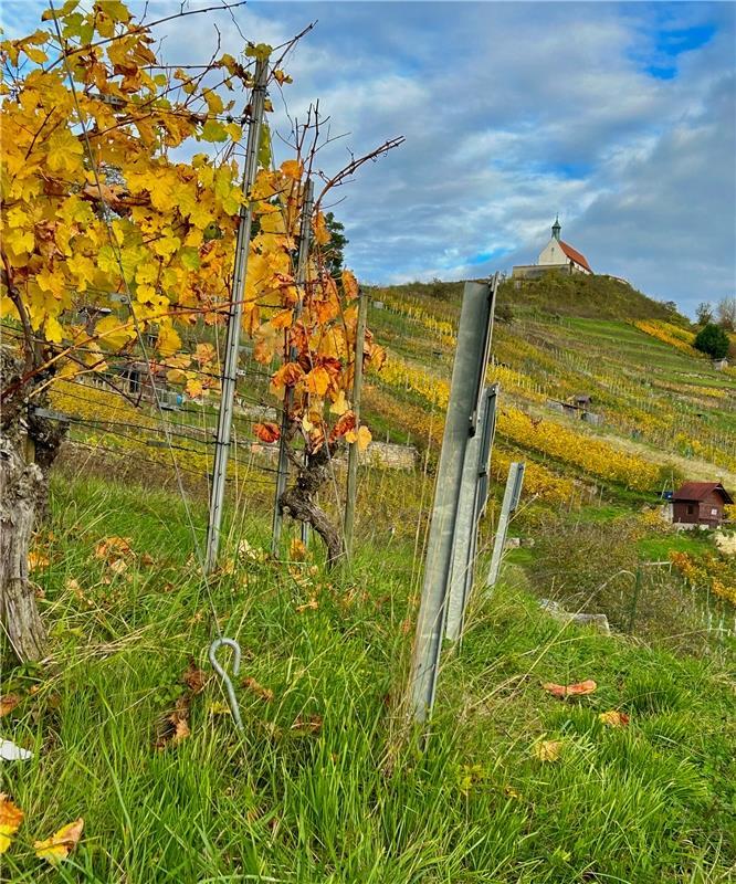 Die Weinberge an der Wurmlinger Kapelle in ihrer Hauptfarbe.  Von Eckbert Kaiser...