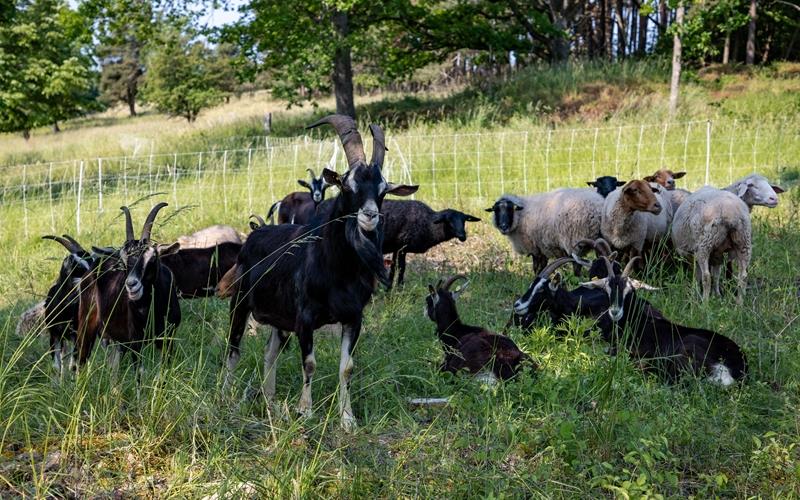 Die Ziegen fressen Sträucher und Stacheliges, die Schafe des Trupps fressen das dazwischen aufkeimende Gras. GB-Fotos: Geisel