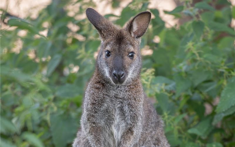 Die beiden Wallaby-Kängurus gewöhnen sich gerade an ihr neues Gehege.GB-Foto: Vecsey