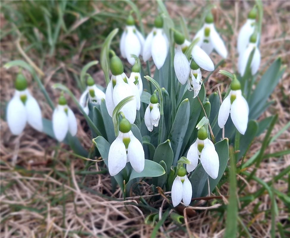 Die ersten Frühlingsboten...  Von Natalie Politz aus Hildrizhausen.