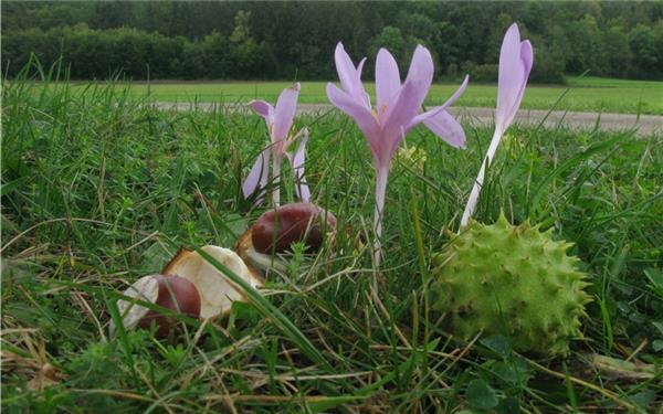 Die sehr giftige Herbstzeitlose und eine stachlige Kastanie zeugen vom Herbstbeginn (gesehen in Hildrizhausen) GB-Foto: Bäuerle