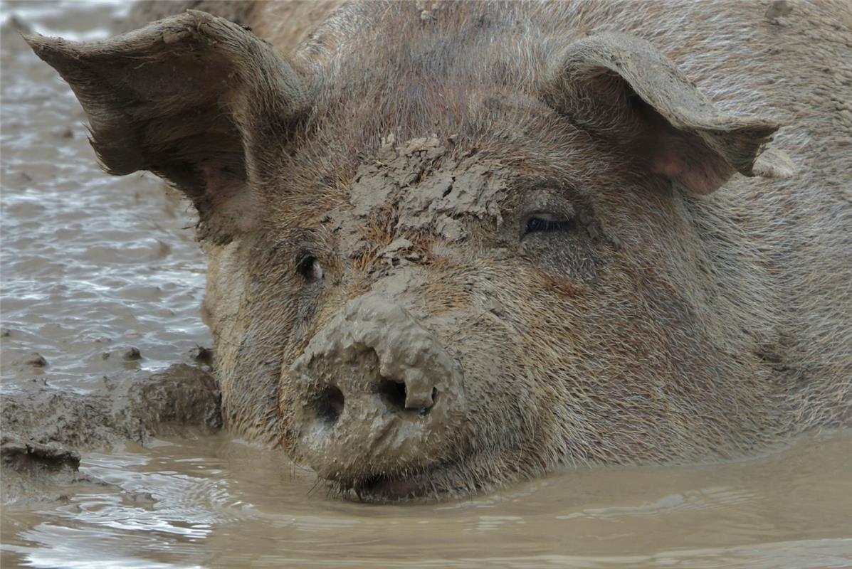 Die weide Schweine fühlen sich sauwohl.  Von Eckbert Kaiser aus Rottenburg.