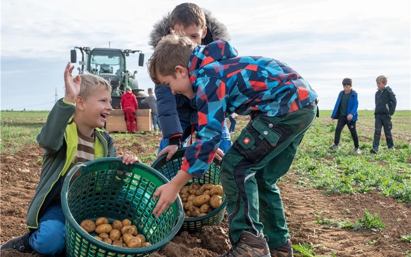 Drittklässler aus Gültlingen haben Spaß bei der Kartoffelernte. GB-Foto: Vecsey