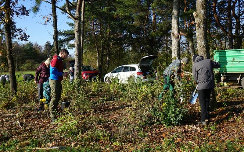 Ehrenamtliche Helfer graben das Gestrüpp aus und pflegen die Fläche. GB-Foto: Straub