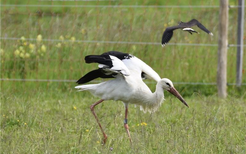 Ein Kiebitz verteidigt hier sein Revier gegen einen Storch. GB-Foto: Reichert