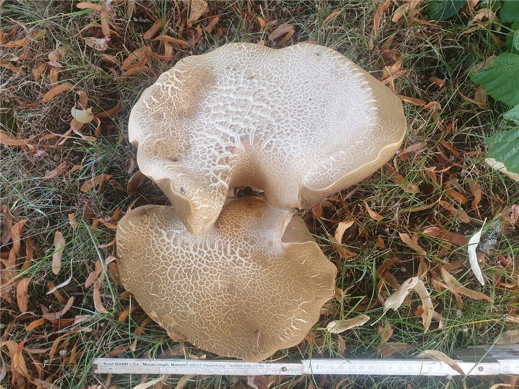 Ein Prachtexemplar von einem Pilz. Ca. 30 cm Durchmesser, optimales Wetter.  Von...