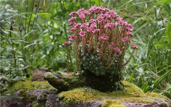 Ein Wanderschuh in der Blüte seines Lebens  (gesehen in Gärtringen)GB-Foto: Bäuerle