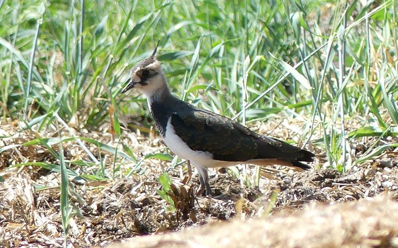 Ein junger Kiebitz, der flügge geworden ist. Gut ein Dutzend Jungvögel sind letztes Jahr im Ried zur Welt gekommen. Auch dieses Jahr lobt die Gemeinde die erfolgreiche Kiebitzbrut. GB-Foto: gb