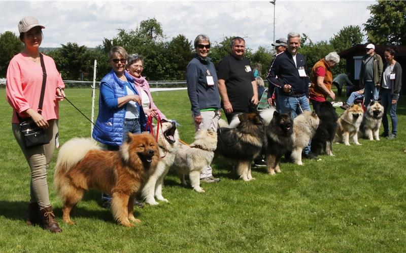 Eine Eurasier-Spezialzuchtschau gab es beim Gelände des Hundesportvereins „Flinke Pfoten“ zu bewundern. GB-Foto: Bäuerle