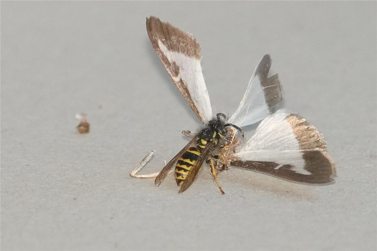 Eine neue Insektenart: Wespenzünsler oder auch Zünslerwespe? Aber nein, eine Wes...