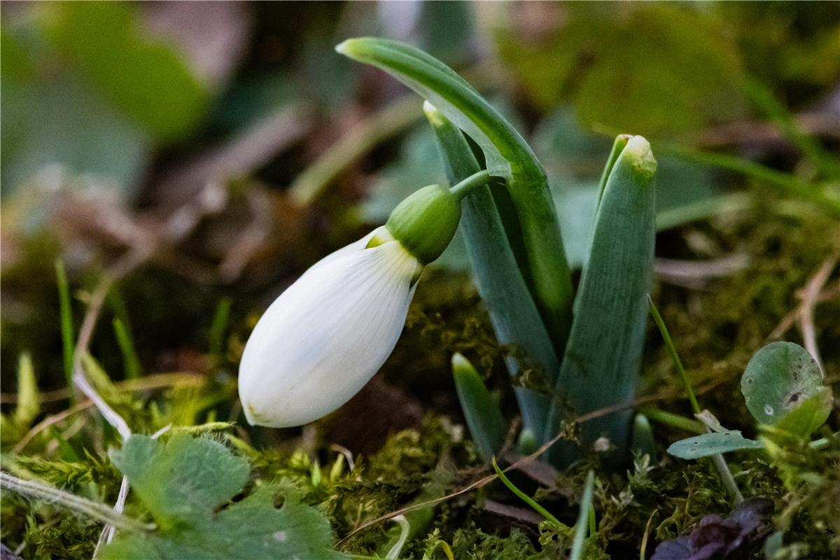 Erschienen Das erste Schneeglöckchen, Vorbote des Frühlings...  Von Anne Biederm...