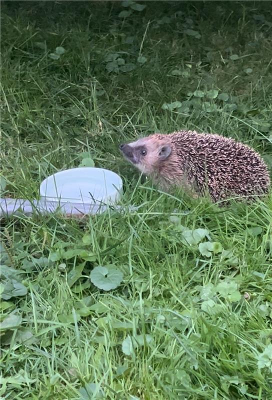 Erschienen Ein süßer neugieriger Igel im Garten.  Von Friederike Hess aus Gäufel...