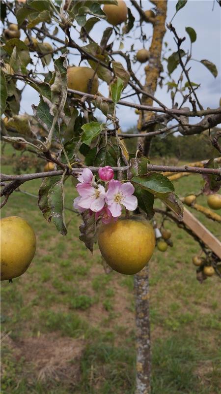 Erschienen Frucht und Blüte zur selben Zeit.  Von Klaus Lüth aus Herrenberg-Affs...