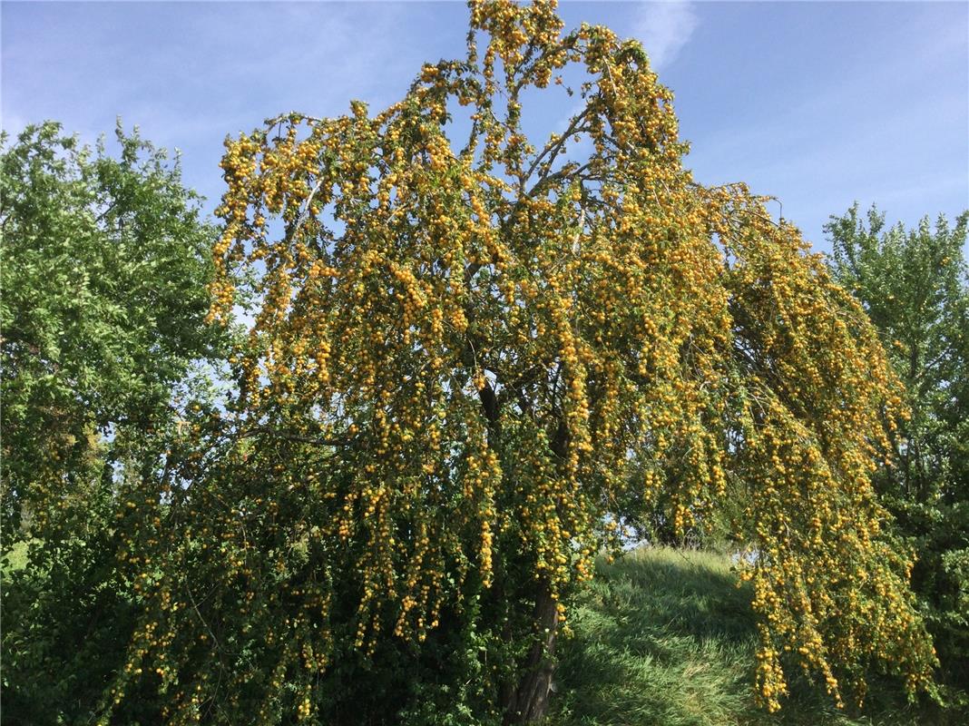 Erschienen „Man glaubt es kaum, golden hängen die Mirabellen am Baum!“  Von Hors...