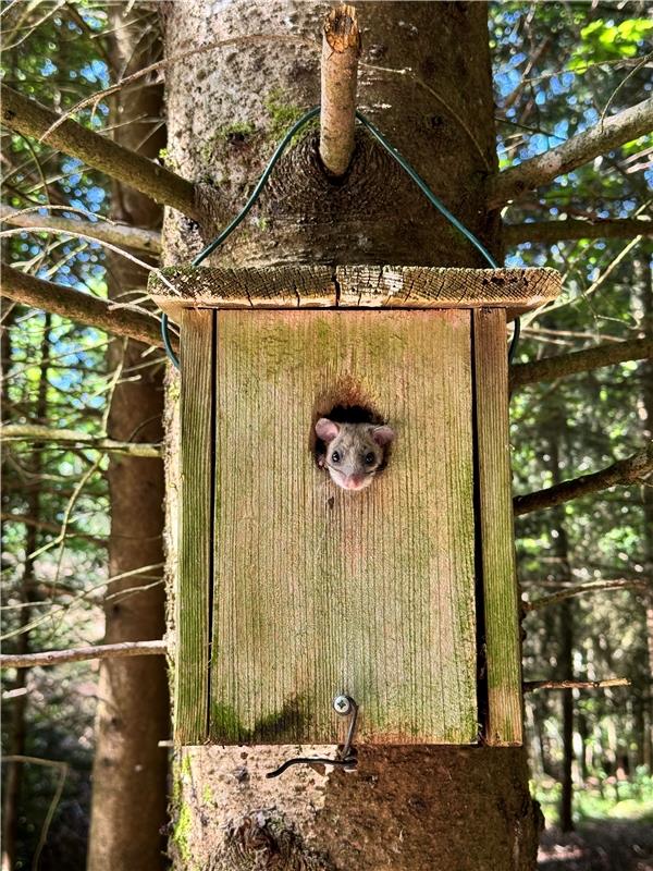 Erschienen Penthouse-Suite für Waldbewohner. Von Francesco Naso aus Nebringen.