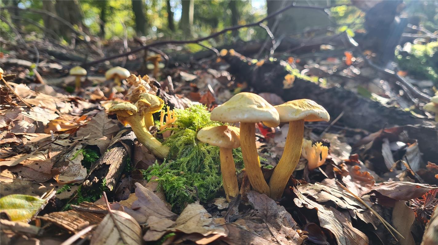 Erschienen Zur Zeit schießen die Pilze überall aus dem Boden.  Von Mirjam Krämer...