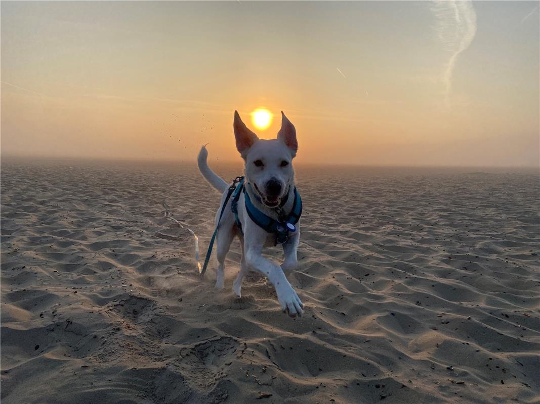 Erschienen am 19.8.  Sommer, Sonne, Hund...  Von Petra Sailer aus Ammerbuch.