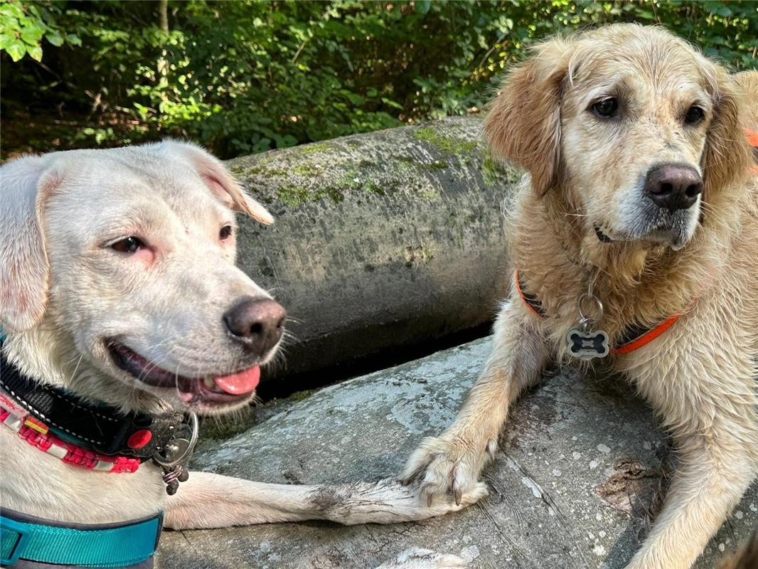 ErschienenUnsere Frida (weiß) mit ihrem besten Freund Dusty.  Von Petra Sailer a...