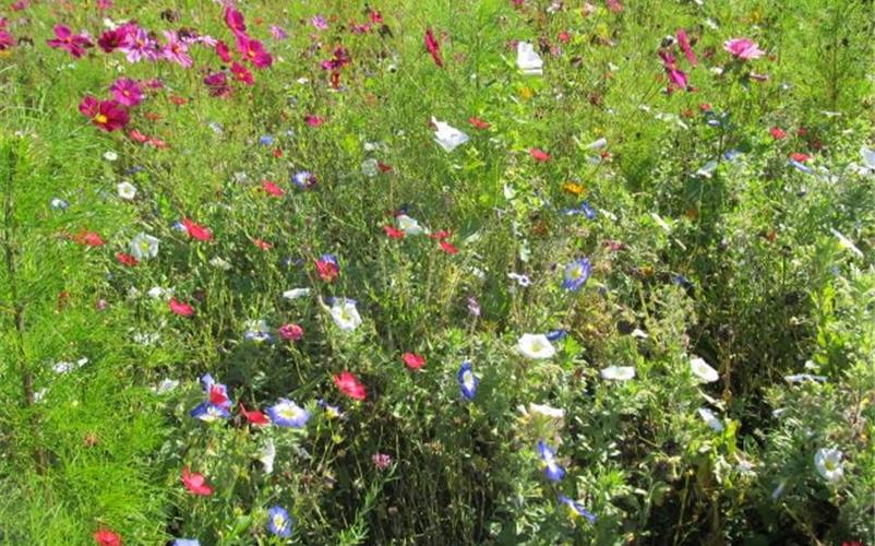 Es mag kein schöner Anblick sein, doch verblühende Blumen auf Gemeindeflächen werden nicht sofort abgemäht. Der Grund: sie werfen Samen ab und tragen zur Vermehrung der Pflanzen bei. GB-Symbolfoto: gb