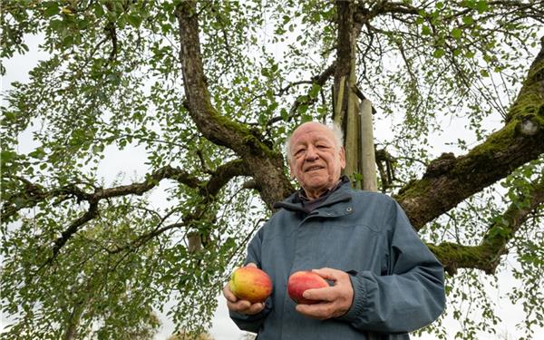 Hans Karl Schurer vor einem Finkenwerder Prinzenapfel – einem Baum, den noch sein Vater gepflanzt hat. GB-Foto: Vecsey