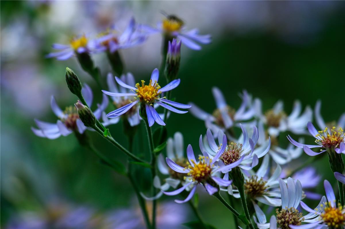 Herbst-Aster.  Von Natalie Politz aus Hildrizhausen.