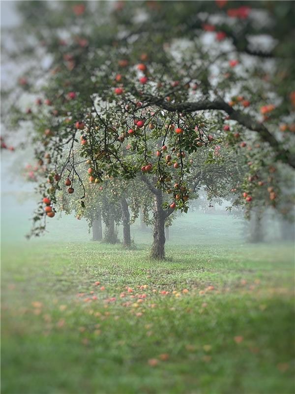 Herbst – Streuobst.  Von Pia Fath aus Herrenberg.