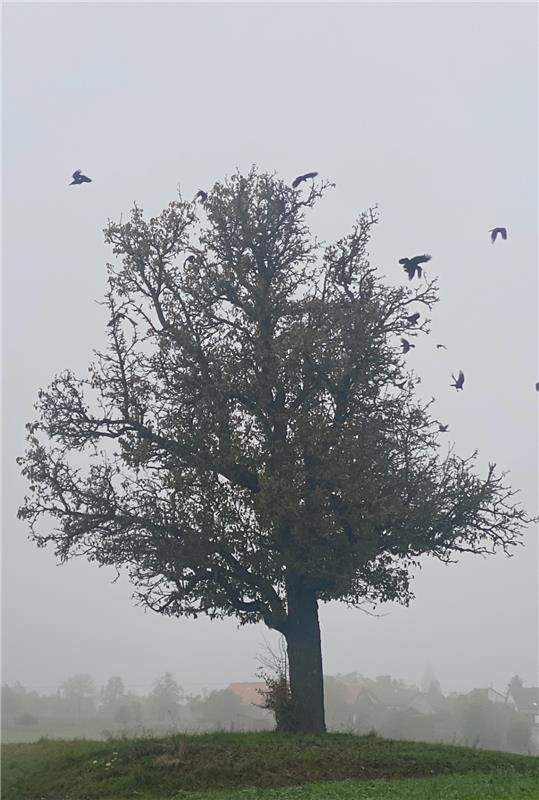 Herbst-Symphonie: Mit Nebelschwaden, mystisch und düster, mein Lieblingsbaum umh...