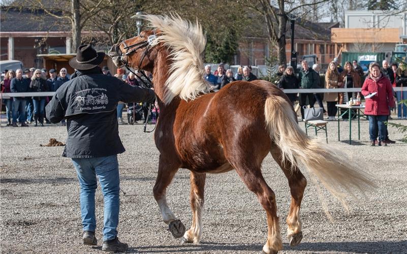 Pferdemarkt, Umzug, Krämermarkt, Kneipenfasching: Bilder vom Fasnetsdienstag in Herrenberg